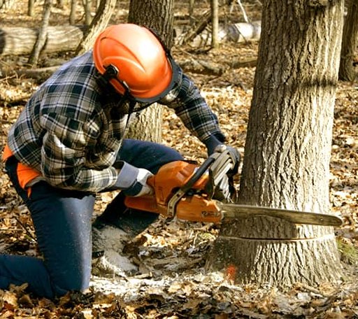 Tree Removal in Hinton, VA